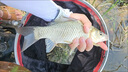 黑坑泡酒窩料阿魏野釣藥酒鯉魚(yú)小藥釣魚(yú)君子鯽魚(yú)中藥材配方餌料 十二君子[泡酒一斤] 京Ii東自官方營(yíng)店旗艦 曬單實(shí)拍圖
