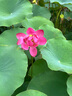 JMsolution肌司研水光補(bǔ)水保濕面膜35ml*10片 水潤舒緩 補(bǔ)水保濕 曬單實(shí)拍圖