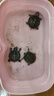 海豚金裝龜糧鱷龜糧大顆粒草龜烏龜飼料大鱷專用糧食小龜糧幼龜開口料 600g金裝龜糧 開口料 曬單實(shí)拍圖