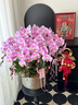 綠韻花田【兩小時達】蝴蝶蘭盆栽帶花苞花劍花盆真花蘭花七夕情人節(jié)禮物 10株紫色（瓷盆隨機） 曬單實拍圖