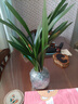 特級濃香型企黑蘭花國蘭客廳四季好養盆栽綠植物國花高端送禮物 高度40cm冠幅15cm特級精品蘭花 8-10苗地原盆發(fā)貨 曬單實(shí)拍圖