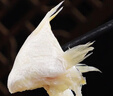 一蝦一世界 三去開背海鱸魚/河鱸魚（去鱗去腮去內(nèi)臟）新鮮冷凍 年貨年夜飯 鱸魚翅凈重1250g（5包） 曬單實拍圖