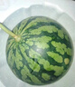 【產(chǎn)地直采】麒麟奶油西瓜 約4.5kg 曬單實(shí)拍圖
