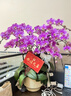 中秋節大花蝴蝶蘭盆栽蘭花大花型 開(kāi)業(yè)喬遷 帶花苞花劍花盆真花 安娜 6苗10梗帶+大號高腳波紋盆（帶花帶花苞發(fā)貨 曬單實(shí)拍圖