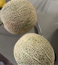京鮮生蜜蜂授粉牛三蜜瓜網(wǎng)紋瓜單果1.5斤起凈重4.5-5斤 2-3粒裝源頭直發(fā) 曬單實(shí)拍圖