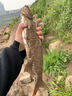 哈斯達(dá)亮片組合遠(yuǎn)投翹嘴馬口白條專殺海水淡水小亮片假餌路亞餌假餌套裝 通殺亮片套裝【多克重8枚裝】 曬單實(shí)拍圖