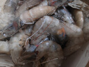 鮮享純【青島蝦】超大蝦新鮮大蝦冷凍鮮活青島大蝦批發(fā)整箱基圍蝦青蝦 15-17厘米鮮蝦速凍 3斤(凈重) 曬單實(shí)拍圖