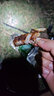 龍王恨野戰(zhàn)藍(lán)鯽老版釣魚(yú)餌料老三樣餌料正品野釣魚(yú)餌料通殺窩料餌 野戰(zhàn)藍(lán)鯽300g【一包】 曬單實(shí)拍圖