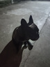 寶路狗糧7.5公斤成犬狗糧大型犬金毛狗干糧寵物狗主糧烘焙糧 大型成犬 牛肉味7.5kg 曬單實(shí)拍圖
