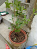 藍莓樹(shù)果苗盆栽帶果發(fā)貨陽(yáng)臺南北方種植藍莓果樹(shù)苗特大號當年結果 【精選】5年苗【F6】帶土帶葉發(fā)貨 曬單實(shí)拍圖