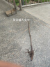紙皮核桃樹(shù)苗果苗新疆185南北方庭院地栽盆栽嫁接薄皮特大核桃苗 薄皮核桃6年苗+肥 曬單實(shí)拍圖