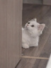 【京東物流】超大號胡蘿卜貓抓板劍麻貓抓住貓爬架耐磨不掉屑 大號劍麻蘿卜 曬單實(shí)拍圖