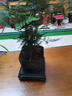 佰花錦文竹桌面盆栽新中式綠植辦公室客廳盆景茶臺臥室好養綠植花卉植物 【送方底座】文竹+pvc舍得盆+黑沙石鋪面 20-30cm 曬單實(shí)拍圖
