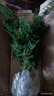 文竹盆栽室內(nèi)客廳植物花卉辦公室綠植桌面凈化空氣創(chuàng)意小盆景原盆 精選小文竹【15-22cm高】3盆+育苗盤 曬單實拍圖