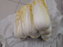 云南高原娃娃菜新鮮蔬菜生鮮乾隆白菜早餐火鍋必備產(chǎn)地直發(fā) 淺黃色 新鮮娃娃菜3顆裝*1包 曬單實(shí)拍圖