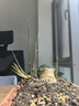 正宗小葉簕竹老樁帶芽寶塔勒竹苗根竹子客廳庭院桌面綠植盆栽成品 小樁帶盆帶土帶芽 曬單實(shí)拍圖