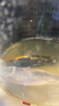 毛如意蝴蝶鯉魚(yú)球體短身大鰭長(cháng)尾冷水魚(yú)錦鯉紅色觀(guān)賞魚(yú)活體 順豐16-18CM黑白黃 各1條貴妃 曬單實(shí)拍圖