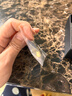 Arsis自由搭配潺流小豆豆耳釘女原創(chuàng  )設計耳飾耳環(huán)送女友禮物 金色 曬單實(shí)拍圖
