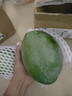 【新鮮上市】正宗攀枝花凱特芒果新鮮水果 帶箱2斤400g+（1-2個） 曬單實拍圖