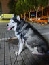 伯納天純狗糧中大型犬全價成年犬糧17kg羊肉蔓越莓味 曬單實拍圖