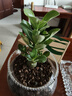 【夏季新品】稀有多頭沙漠玫瑰重瓣老樁濃香多肉綠植四季室內(nèi)外 （紅黃花）根直徑（2-4公分） 帶黑色育苗盆發(fā)貨 曬單實拍圖