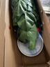 嘆為觀止大型植物發(fā)財樹各種大顆盆栽開業(yè)喬遷客廳辦公室內(nèi)好養(yǎng)大型花卉 大葉綠蘿【1.2-1.4米】 含盆 曬單實拍圖