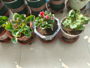 仙客來(lái)盆栽帶花大花重瓣花卉植物室內花好養活四季開(kāi)花陽(yáng)臺仙鶴來(lái) 6 盆套餐【顏色任選】 簡(jiǎn)易盆 曬單實(shí)拍圖