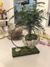 OEMG文竹辦公室桌面客廳室內花卉植物玄關(guān)盆栽綠植盆景擺件創(chuàng  )意 懸空文竹 曬單實(shí)拍圖