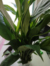 【熱銷(xiāo)款】白掌一帆風(fēng)順盆栽水培植物室內花綠植紅掌發(fā)財樹(shù)吸甲醛 【店主推薦】特級白掌6-8株帶花+早安盆+營(yíng)養液 曬單實(shí)拍圖