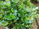四季常青金魚(yú)花吊蘭盆栽室內綠植花卉多肉植物發(fā)財樹(shù)好養易活客廳 金魚(yú)吊蘭【整盆20-30顆】原盆土 曬單實(shí)拍圖