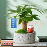 綠蔭巷子發(fā)財樹(shù)盆栽室內桌面創(chuàng  )意綠植招財樹(shù)文竹室內文竹旺宅送禮禮物 單桿發(fā)財樹(shù)【白巖石盆】熊貓+苔蘚卡牌 曬單實(shí)拍圖