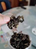 承真堂地皮菜干貨免洗野生新鮮地軟衣地達菜地木耳野菜甘肅特產(chǎn)雷公菌 【無(wú)沙免洗】【1罐】地皮菜250g 曬單實(shí)拍圖