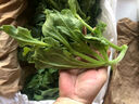良知農哥【順豐】山東冰草 新鮮冰菜沙拉蔬菜冰葉 健康輕食 5斤 曬單實(shí)拍圖