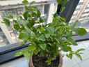 【雅之典】虎頭茉莉花盆栽室內(nèi)花卉雙色茉莉觀花植物綠植重瓣筆尖茉莉四季開花帶花苞 筆尖茉莉 獨桿 不含盆 曬單實拍圖