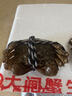 【活蟹】蟹叁鉗莊大閘蟹去繩足重2.7-3.0兩 8只鮮活六月黃鮮活螃蟹水產(chǎn)禮盒源頭直發(fā) 曬單實(shí)拍圖