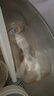 bebebus鉆光奶瓶3-6個(gè)月300ml新生兒寶寶ppsu偏心仿母乳防脹氣防嗆奶瓶 曬單實(shí)拍圖
