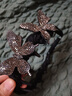 皇家密碼滿(mǎn)鉆星光蝴蝶發(fā)箍女新款高級感超閃齒梳多功能高顱頂頭箍頭飾 曬單實(shí)拍圖
