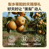 One's Member 山東老樹(shù)冰糖秋月梨 單果500g+ 果王 凈重7斤新鮮水果源頭直發(fā) 曬單實(shí)拍圖