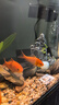 瘋狂水草魚(yú)缸造景石頭鵝卵石裝飾溪流石千層松皮石青龍石假山烏龜曬臺擺件 千層石 約4斤 （8-12cm） 曬單實(shí)拍圖