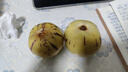 京地達云南石林人參果凈重5斤單果130g+ 樹(shù)熟黃肉果禮盒裝 源頭直發(fā)包郵 曬單實(shí)拍圖