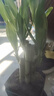 特價(jià)富貴荷花竹盆栽植物室內凈化空氣綠植辦公室桌面四季好養盆栽 荷花竹+節節高升盆+圓底座【1盆】 盆口直徑約8cm 曬單實(shí)拍圖