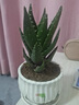 花翁盆栽室內花卉綠植仙人掌植物 大號蘆薈+郁金香陶瓷盆源頭直發(fā) 曬單實(shí)拍圖