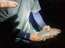 小鳳仙咬鉤變色夜光漂錘頭尾發(fā)光漂夜釣電子漂鯽鯉魚(yú)漂標(biāo)加粗醒目近視漂 曬單實(shí)拍圖