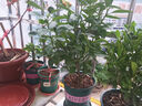 花喜鵲脆皮金桔樹(shù)苗帶果發(fā)貨盆栽純甜蜜糖金桔苗可食用橘子樹(shù)苗室內四季 六年金桔壯苗盆栽（帶果發(fā)貨） 曬單實(shí)拍圖