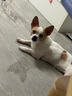 豆柴（docile）凍干四拼無(wú)谷凍干狗糧狗干糧全年齡段全品種幼犬成犬糧1.5kg/3斤 曬單實(shí)拍圖