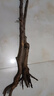 脆蜜蜂糖李子樹(shù)苗特大新品純甜早熟耐寒南北方種植盆地栽當年結果 5年苗2棵（早熟品種）脆蜜離核+當年少果 特大脆蜜蜂糖李（耐寒大果型） 曬單實(shí)拍圖