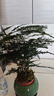 文竹盆栽植物室內(nèi)花卉盆景客廳辦公室桌面小綠植好養(yǎng)云竹四季常青 精品文竹+冰釉淺綠盆+圓底托+苔蘚 曬單實拍圖