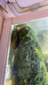 觀(guān)賞蝦水晶蝦米蝦淡水除藻清潔工具蝦彩色小蝦極火蝦櫻花蝦耐活體 極火蝦10只含備損1-1.6cm 除藻清潔工具蝦彩色小蝦 曬單實(shí)拍圖
