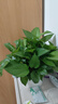 雙盟綠蘿盆栽除甲醛花卉綠植辦公室新房?jī)艋諝?80白豎紋4盆源頭直發(fā) 曬單實(shí)拍圖