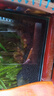 瘋狂水草亞馬遜水草泥和種子 魚缸水草泥造景套餐水草缸底砂底沙 水藻泥2L 曬單實(shí)拍圖